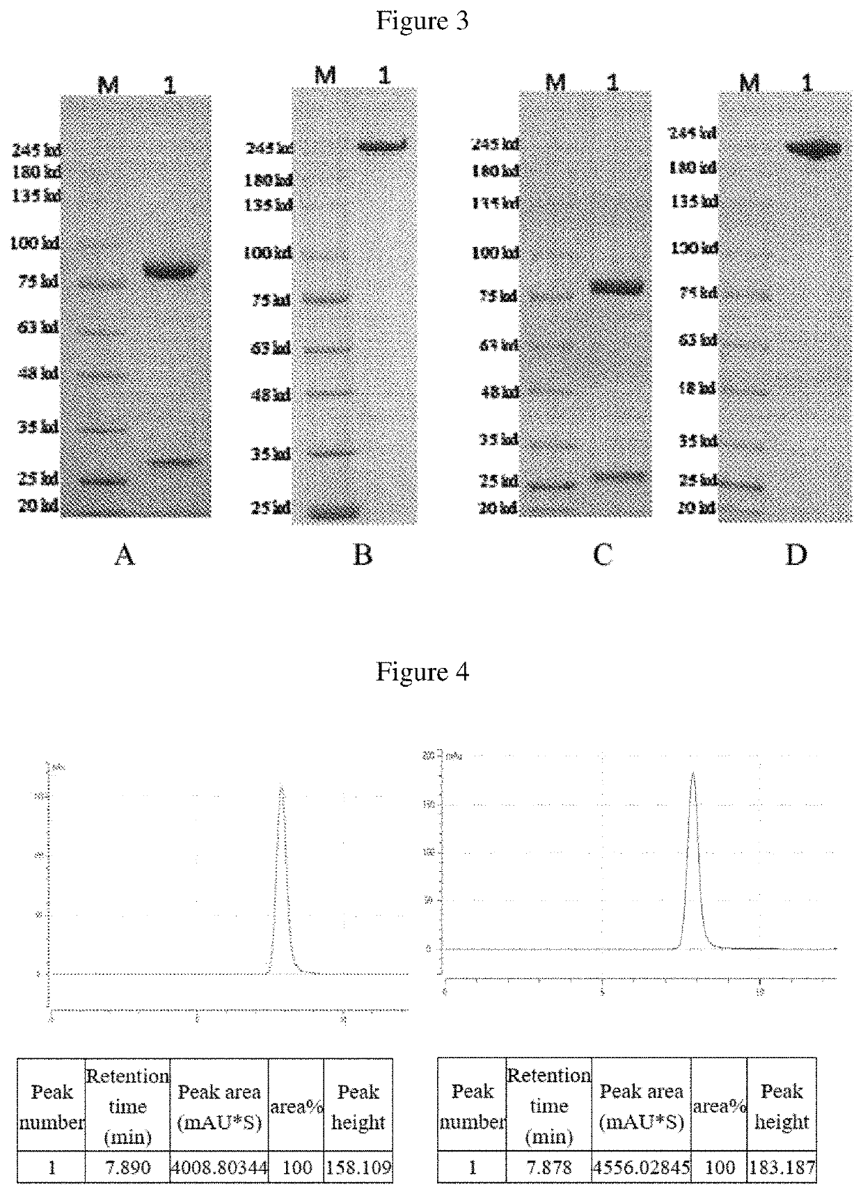 Bispecific antibody, preparation method thereof and application thereof