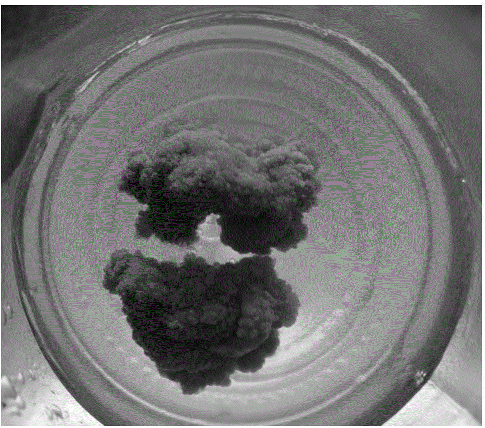 Tissue culture and rapid propagation method of millettiadielsiana harms