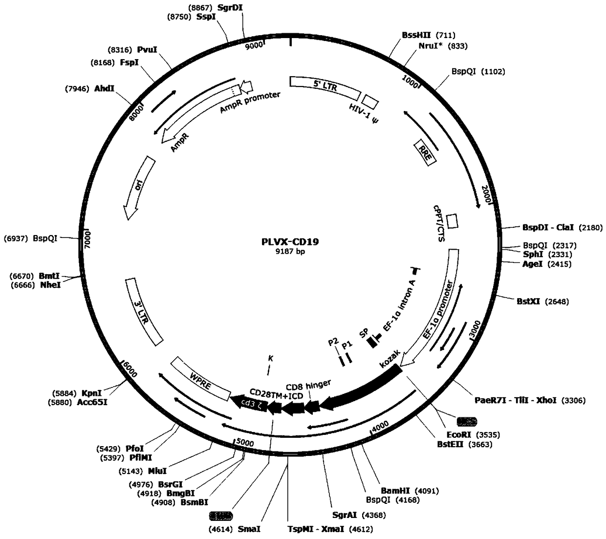 Bispecific chimeric antigen receptor combining two single chain antibodies and expression vector