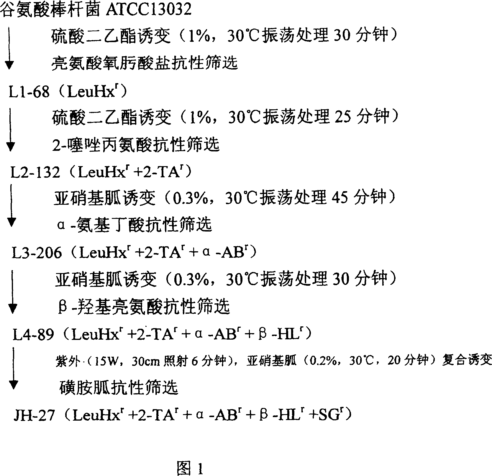 L-leucine high-yield bacterium and fermentation method using the same for L-leucine production