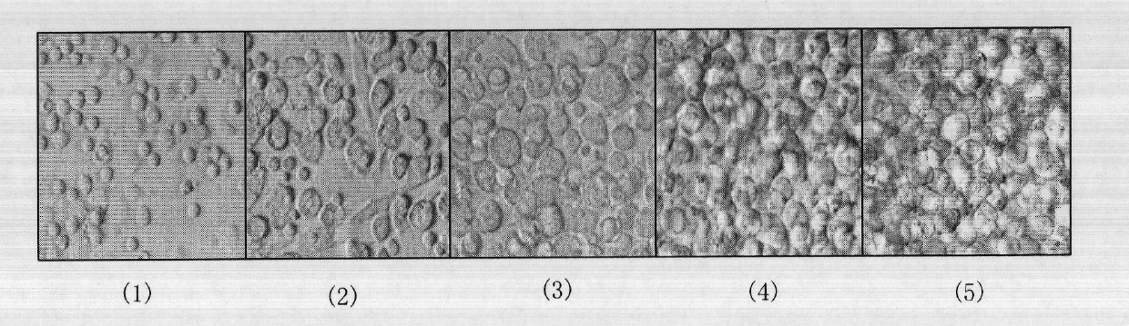 Method for inducing megakaryoblast and megakaryocyte in vitro