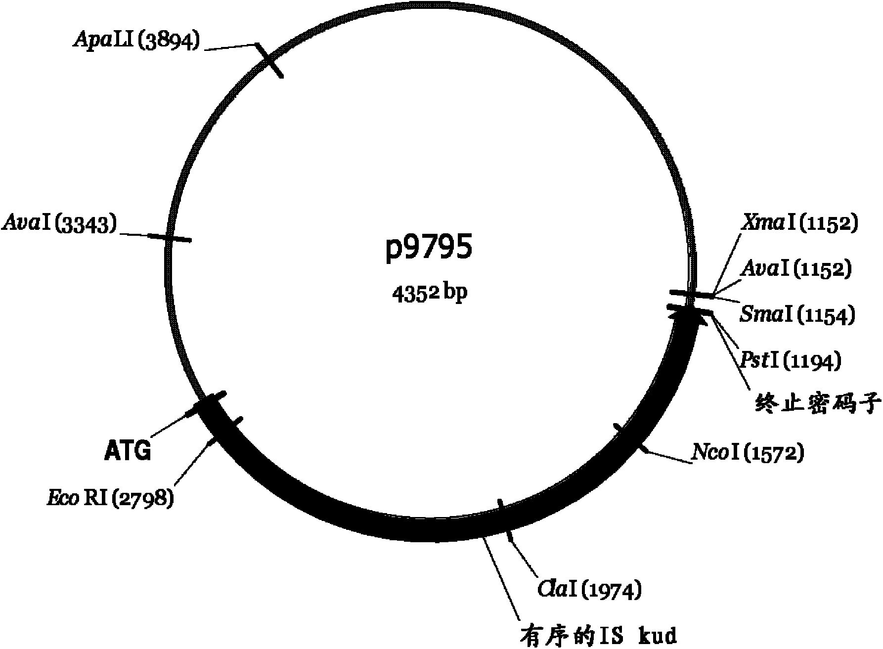 Three-dimensional structure of isoprene synthase and its use thereof for generating variants