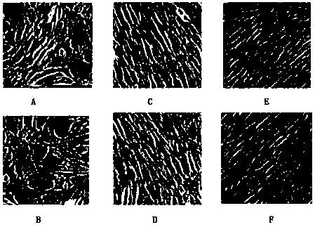 A method for isolating and culturing bovine umbilical cord mesenchymal stem cells