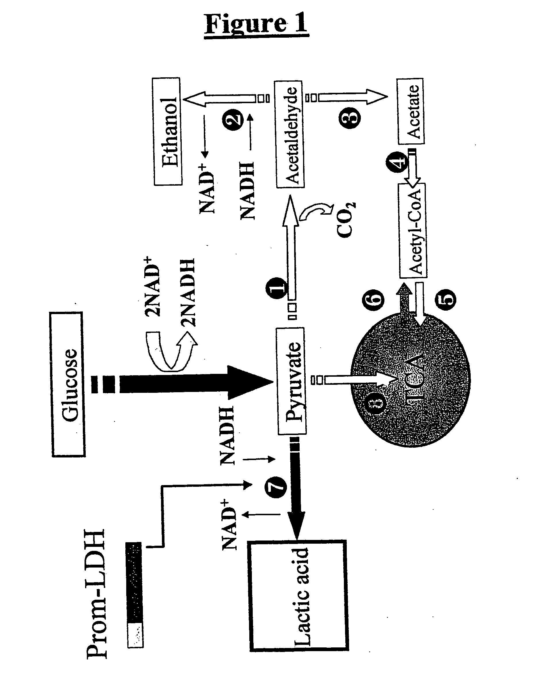 Yeast strains for the production of lactic acid