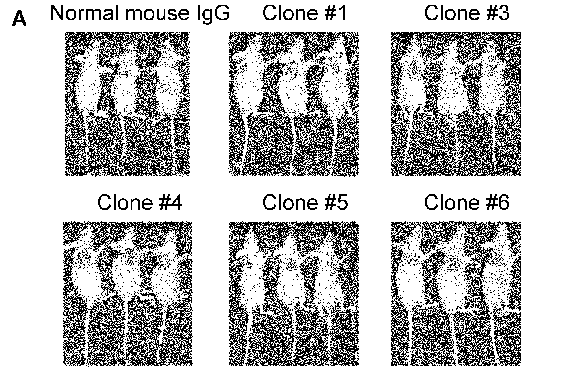 Anti-cdh3 antibodies labeled with radioisotope label and uses thereof