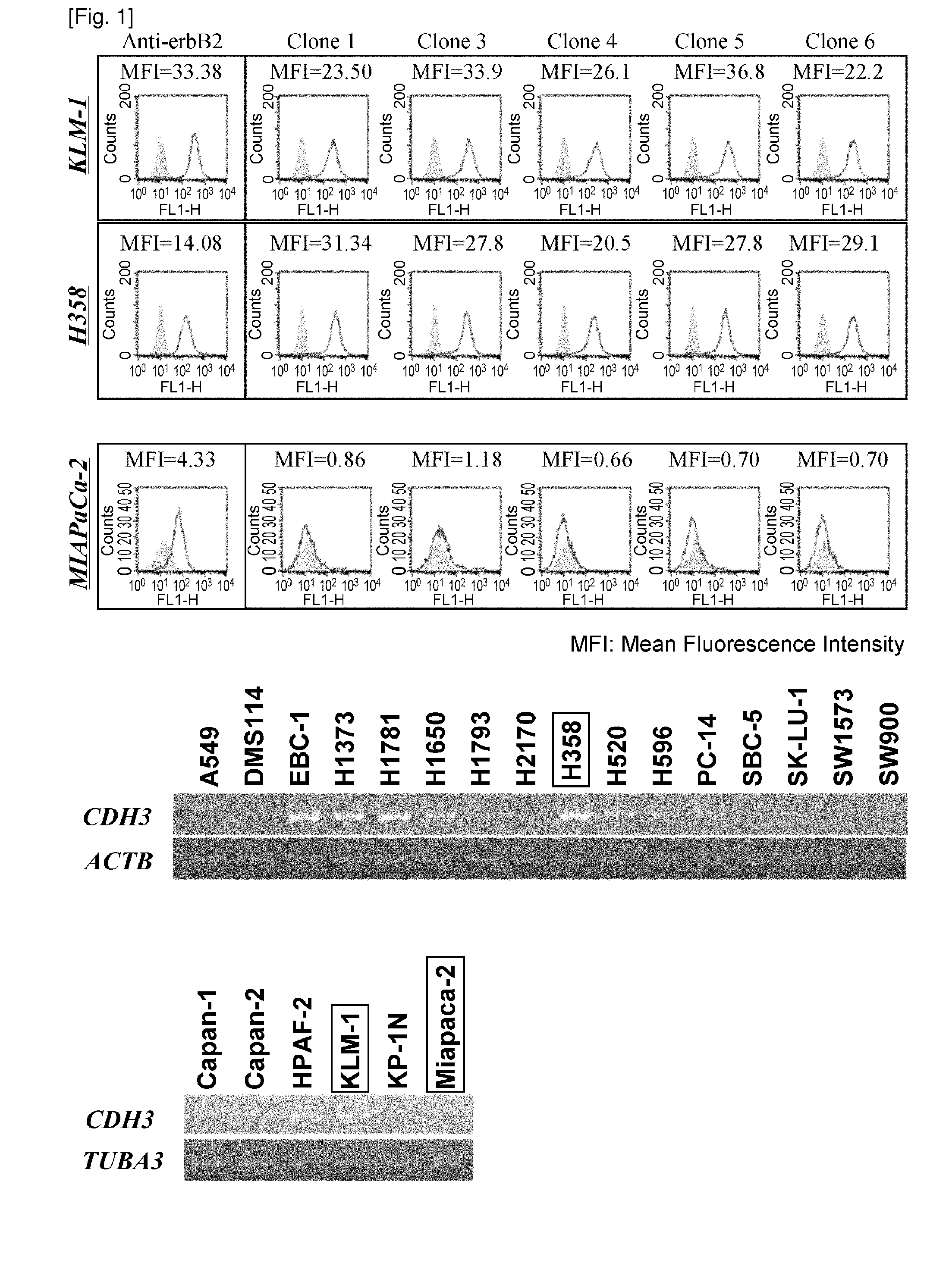 Anti-cdh3 antibodies labeled with radioisotope label and uses thereof