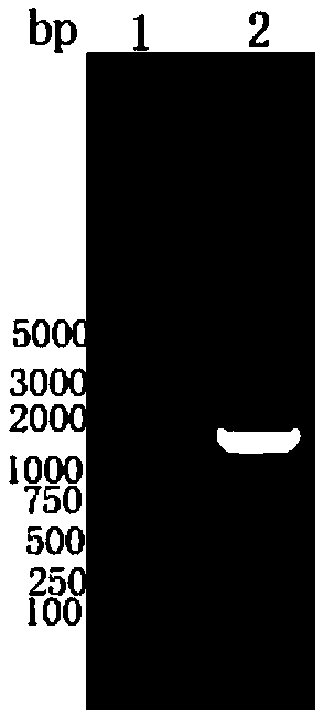 Cell line capable of stably expressing protein P54 of African swine fever virus as well as preparation and application of cell line