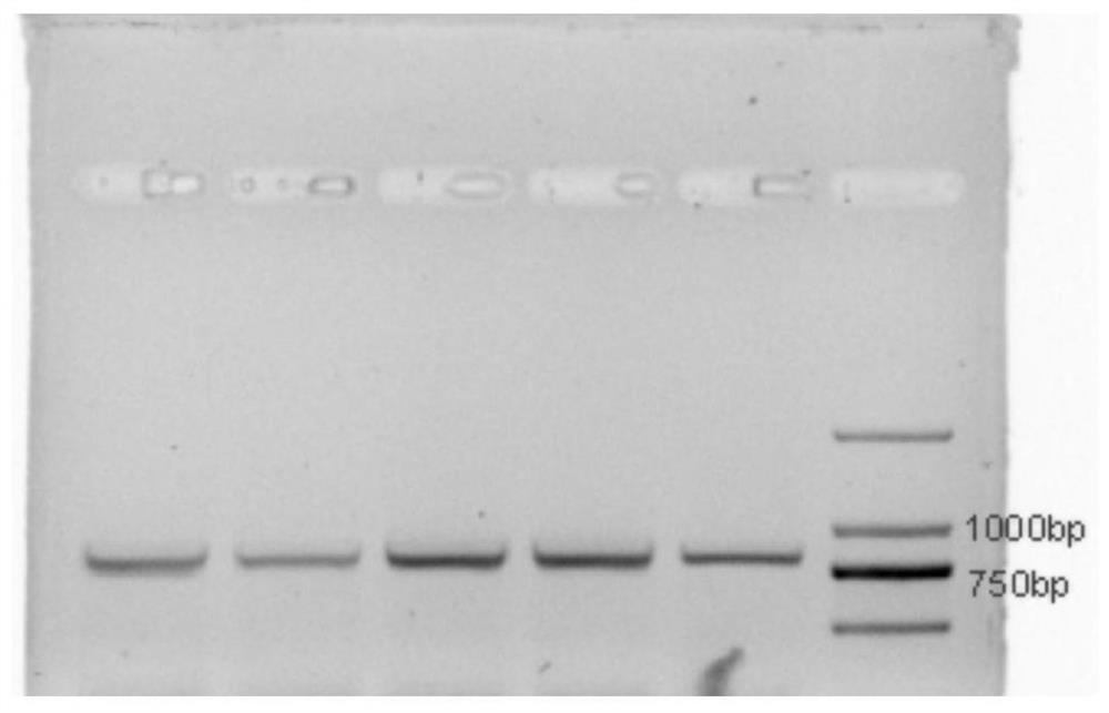 Method for Recombinant Expression and Purification of Vitellogenin in Channa sinensis