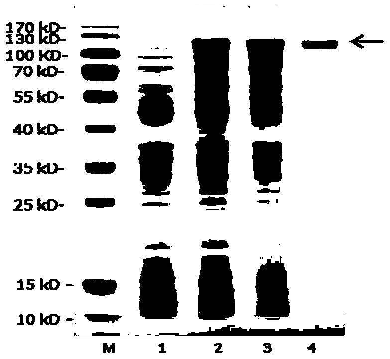 Endo-beta-manna hydrolase Man01929 and method for mutating endo-beta-manna hydrolase Man01929 into glycosyl transferase and application of endo-beta-manna hydrolase Man01929