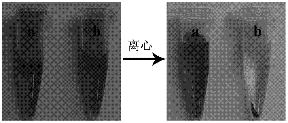 Double-functional nano-composite spheres based on metal ion-inducing polypeptide self-assembly and preparation method thereof