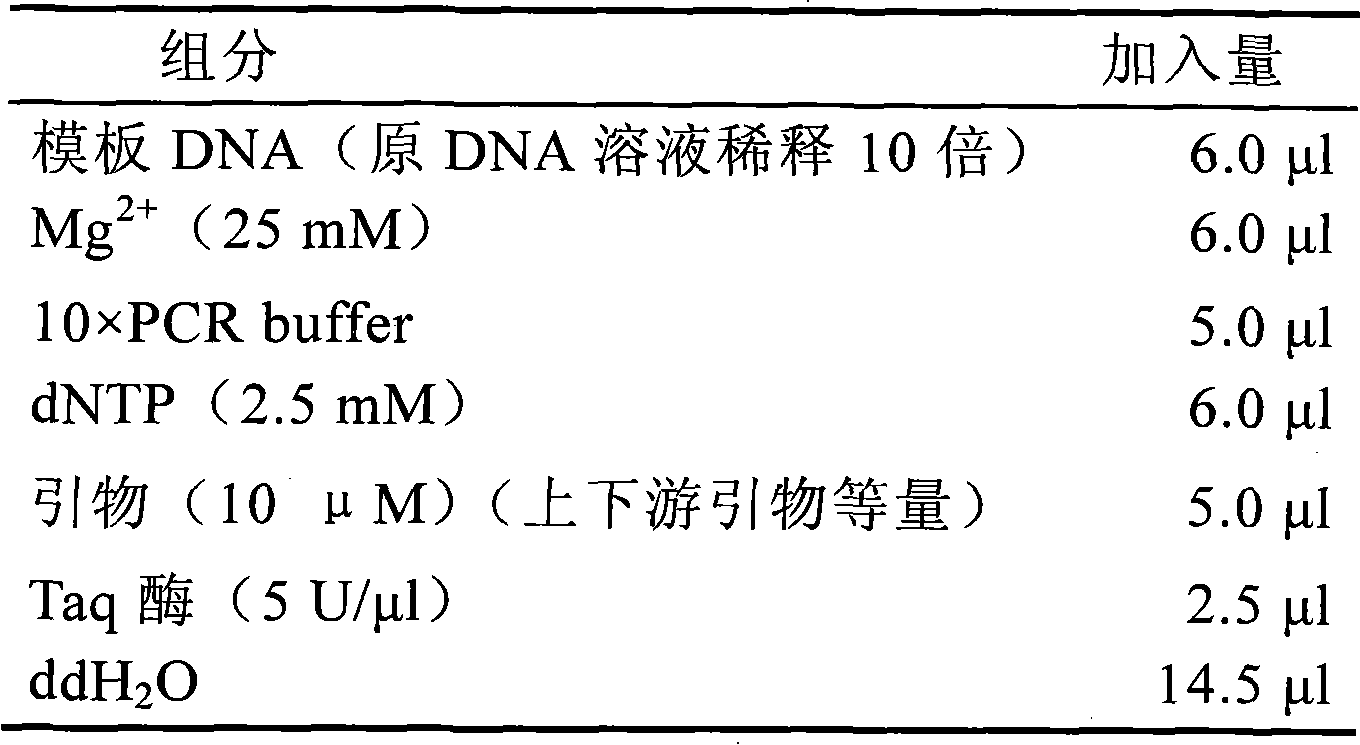 ITS fragment of skunk bush ribosome DNA and method for preparing same