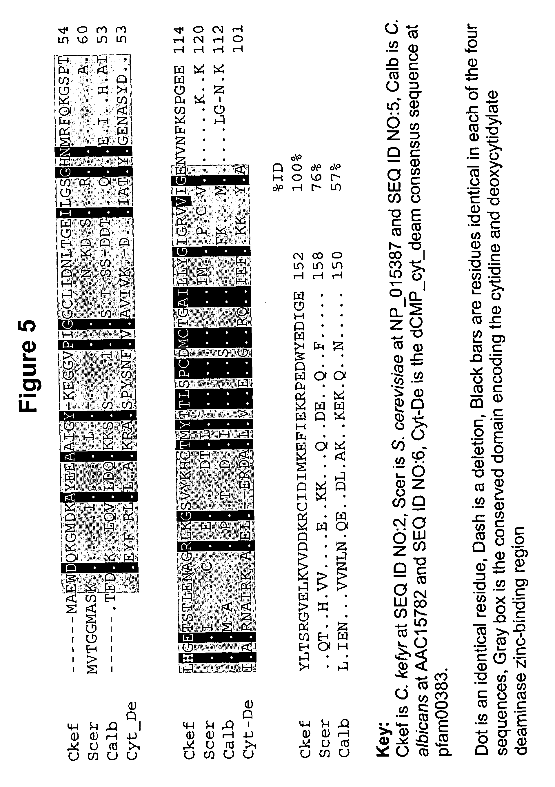 <i>Candida kefyr </i>cytosine deaminase