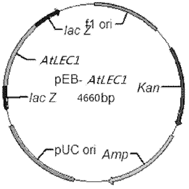 Method for increasing the content of total oil, linoleic acid or α-linolenic acid in chlorella