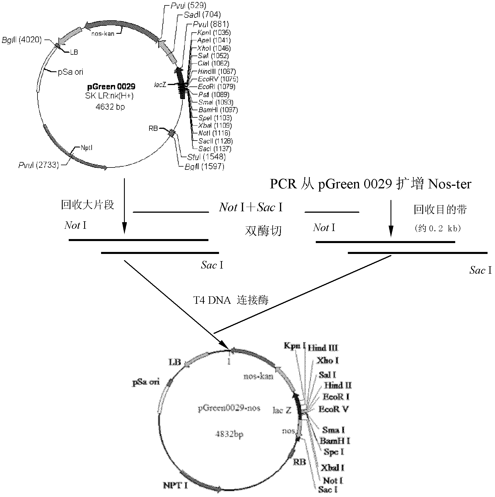 Method for increasing the content of total oil, linoleic acid or α-linolenic acid in chlorella