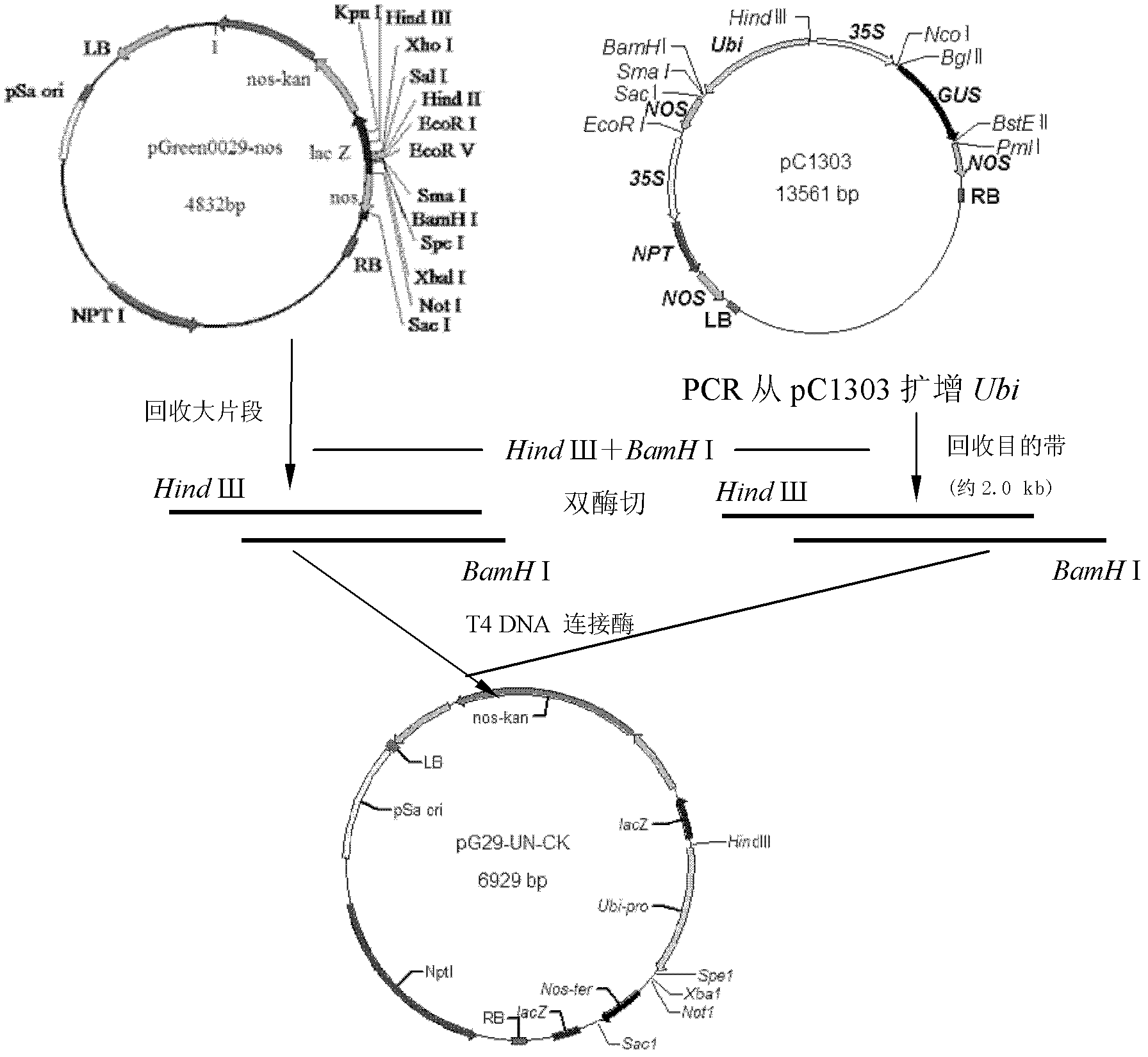 Method for increasing the content of total oil, linoleic acid or α-linolenic acid in chlorella