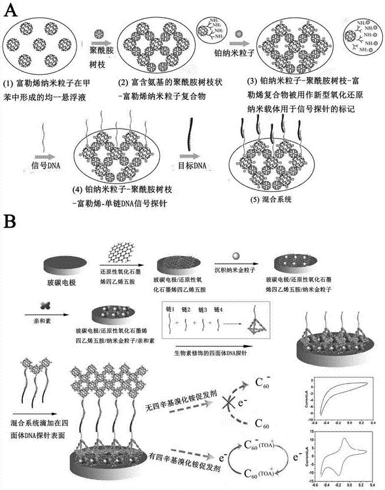 Preparation method of electrochemical sensor for VKORC1-1639G&gt;A gene polymorphism detection