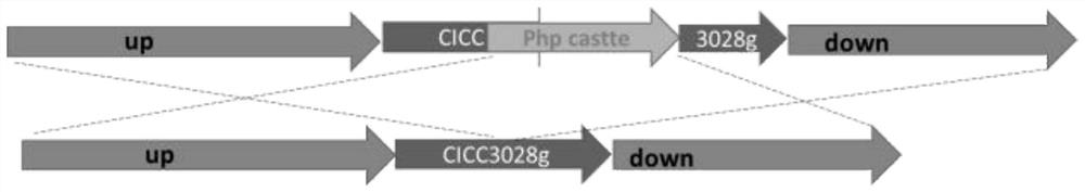 Genetically engineered bacterium with high yield of trans-aconitic acid as well as construction method and application of genetically engineered bacterium