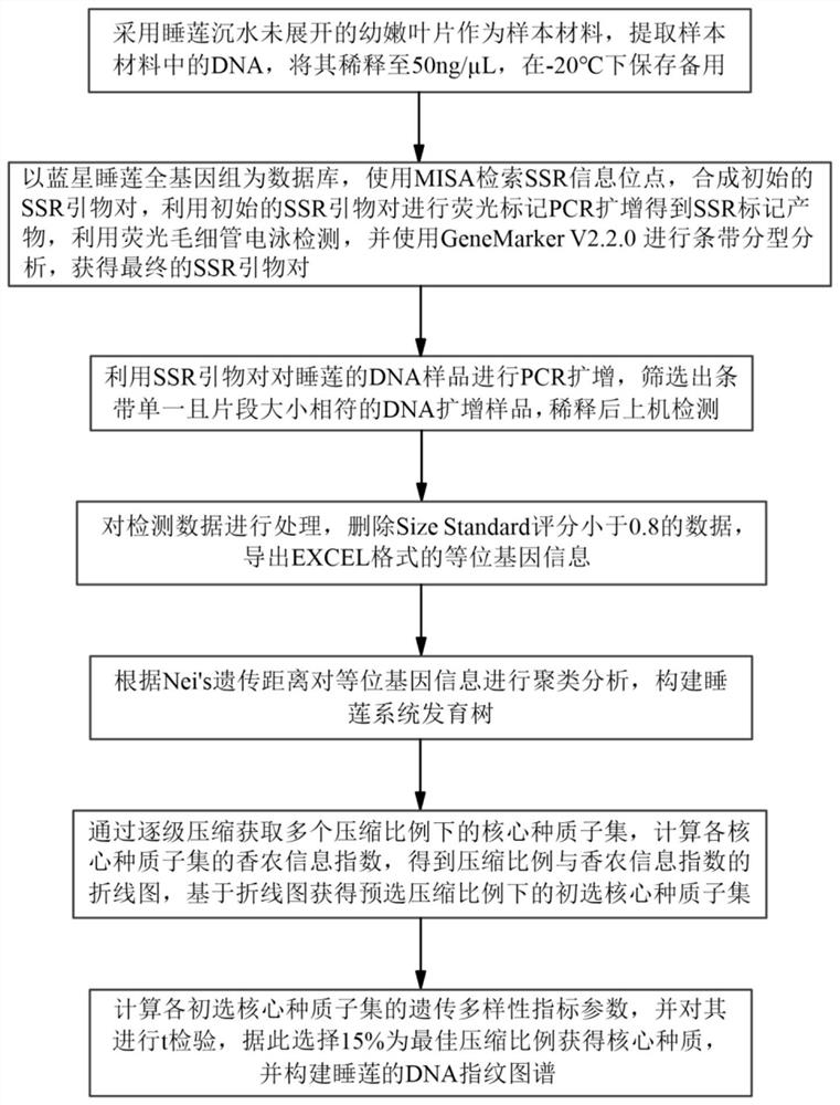 SSR primer pair of Nymphaea tetragona, and synthesis method and application of SSR primer pair