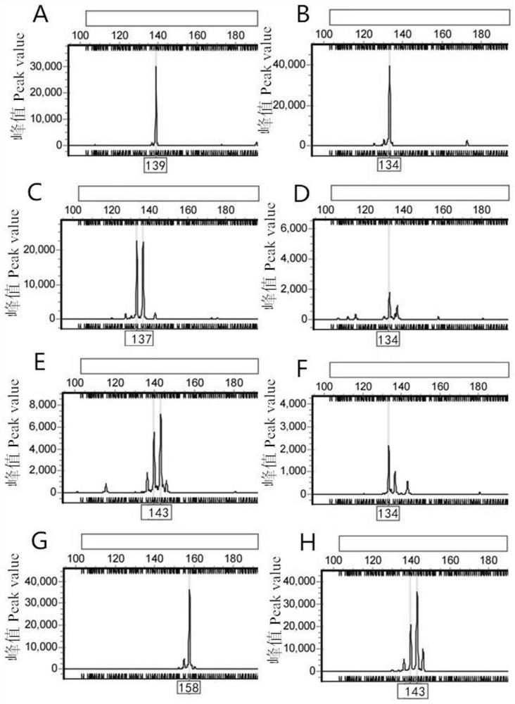 SSR primer pair of Nymphaea tetragona, and synthesis method and application of SSR primer pair