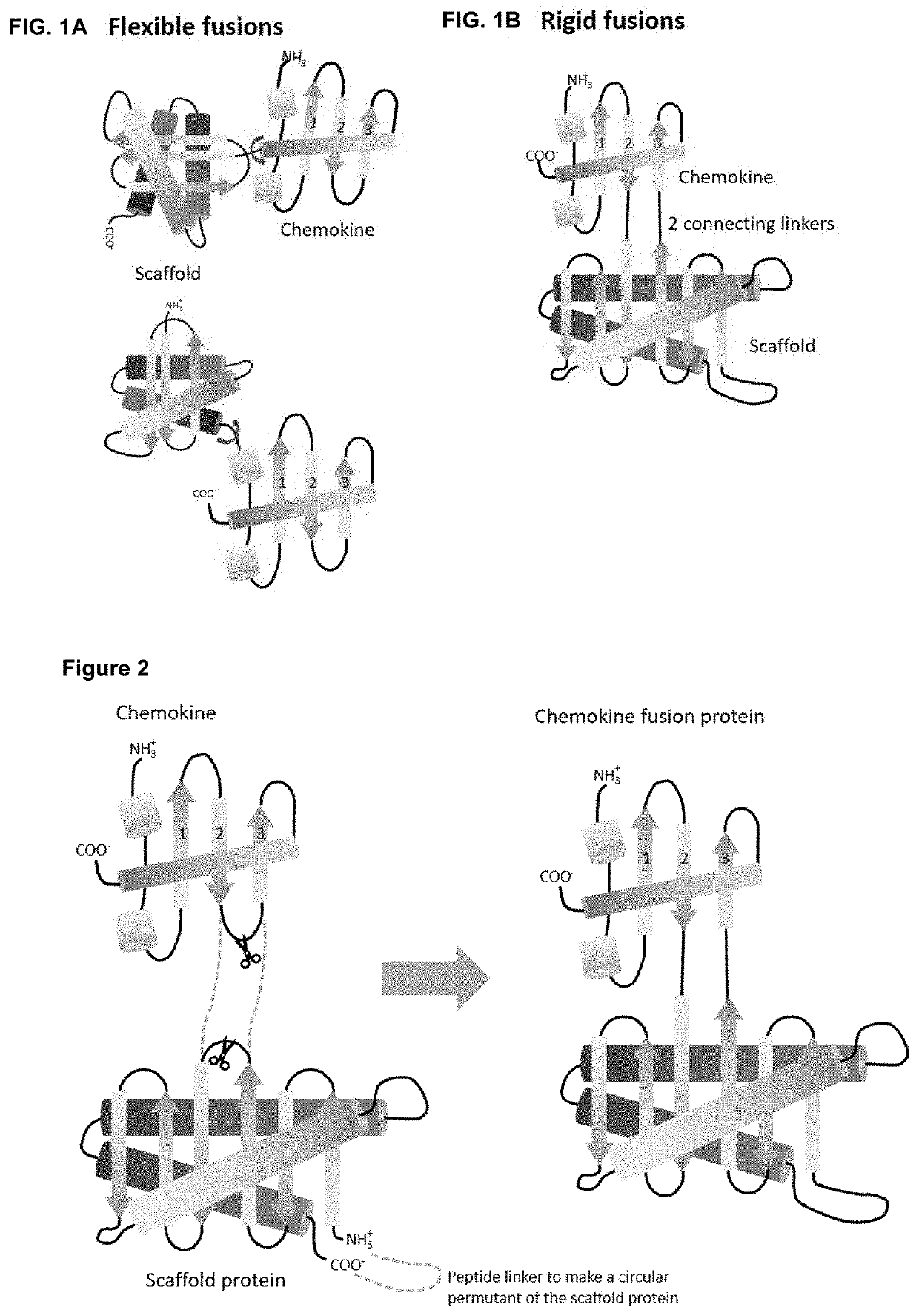 Fusion proteins comprising a cytokine and scaffold protein