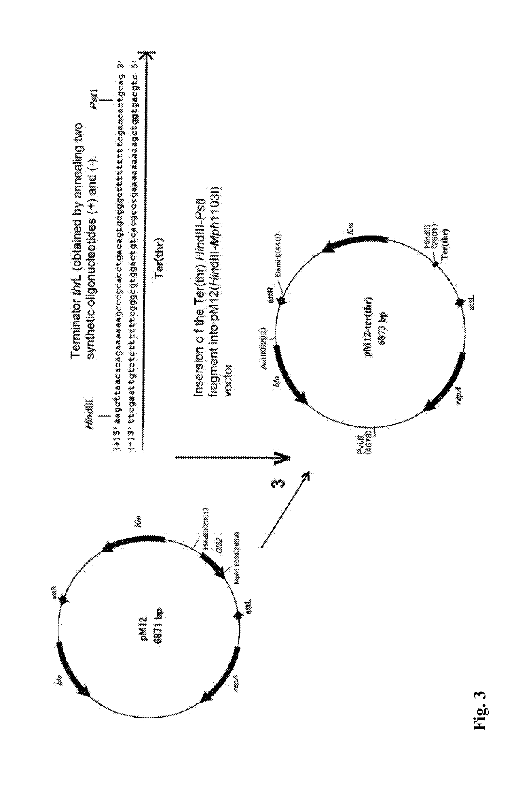 Method for producing an l-cysteine, l-cystine, a derivative or precursor thereof or a mixture thereof using a bacterium of enterobacteriaceae family