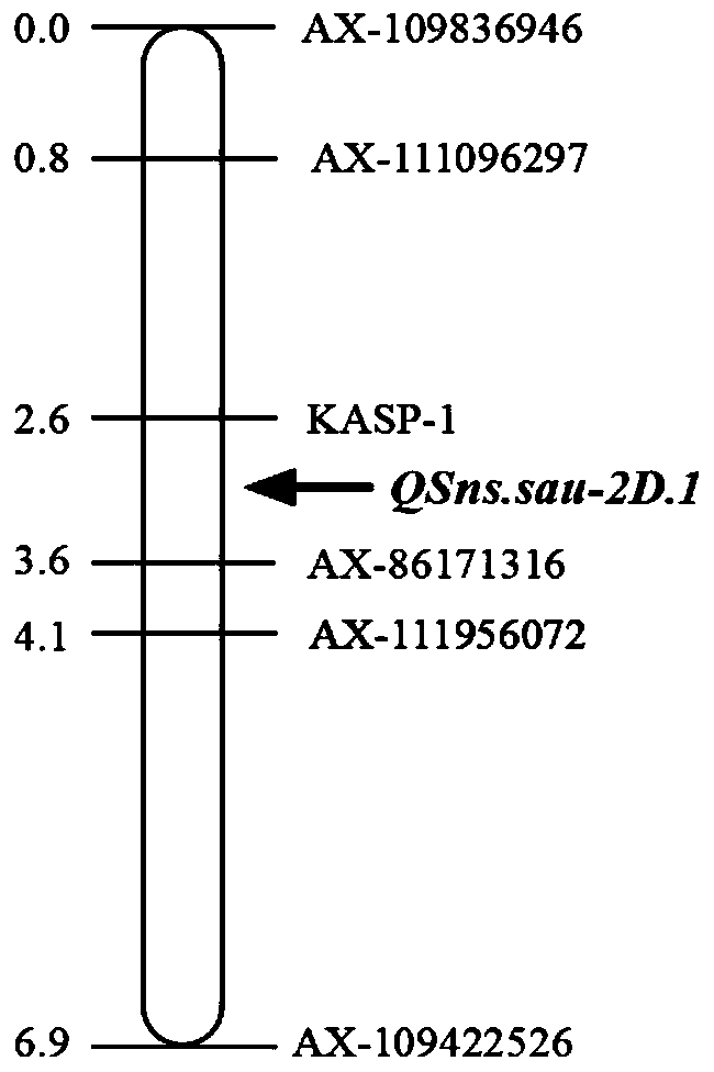 Wheat spikelet number QTL linked SNP molecular marker and application thereof