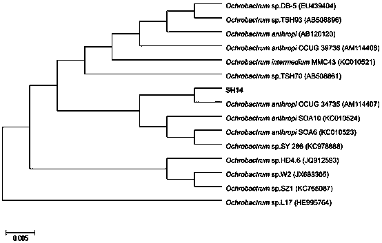 A kind of azoxystrobin degrading bacterium and its production bacterium agent and application