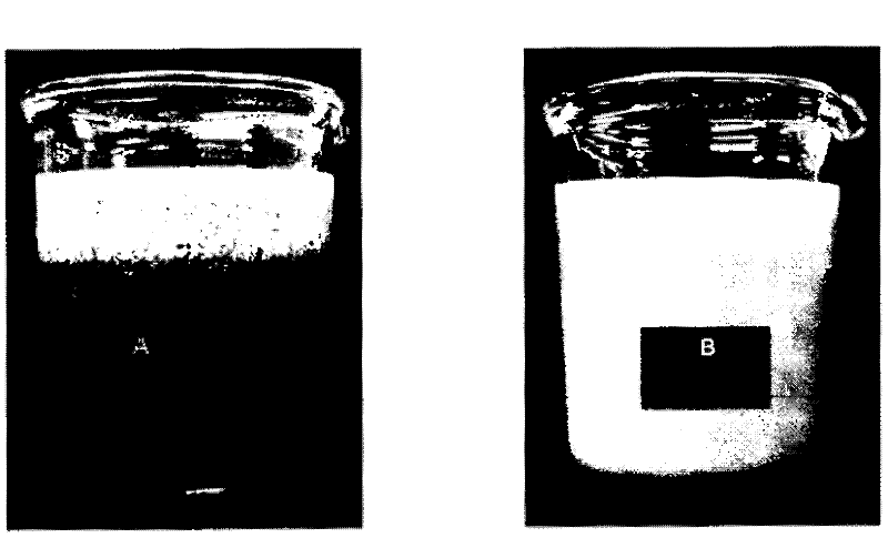 Low protein and protein-free extended shelf life (esl) and shelf-stable aseptic liquid creamers and process of making thereof