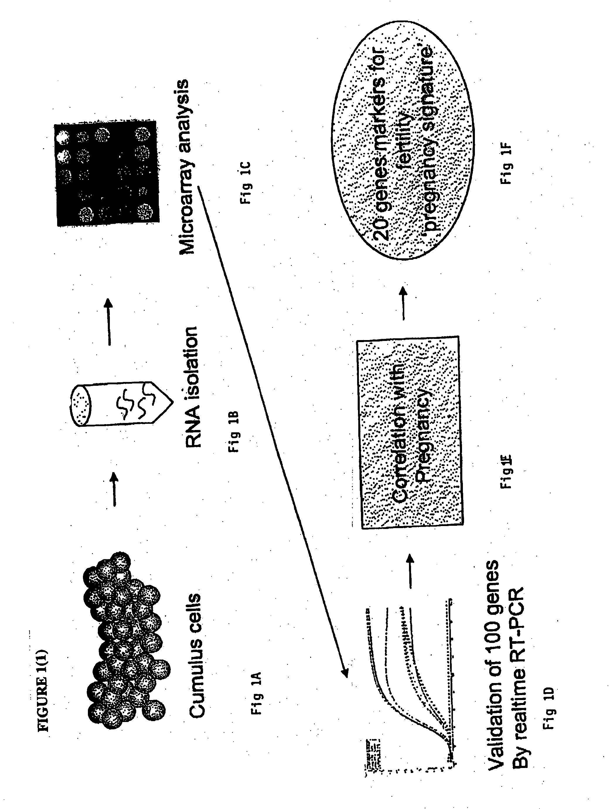 Identification of genes or polypeptides the expression of which correlates to fertility, ovarian function and/or fetal/newborn viability