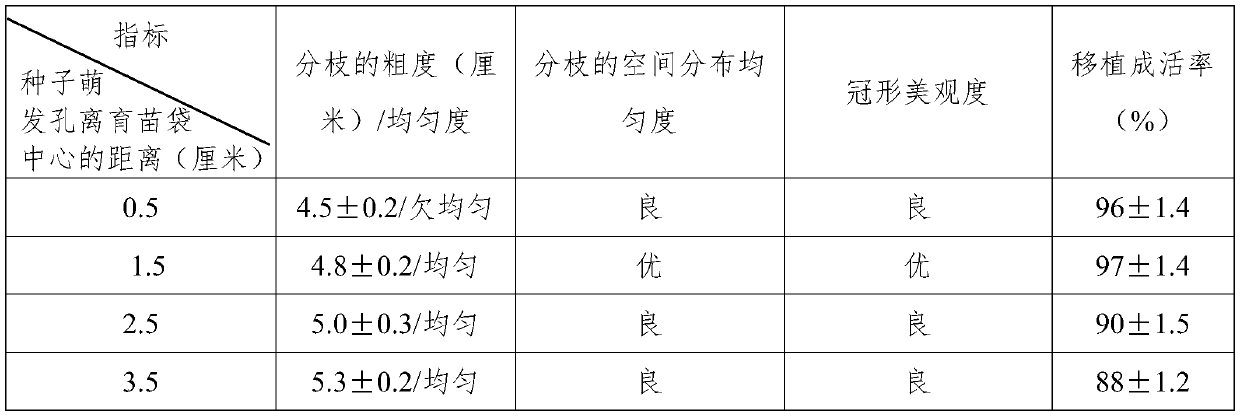 A kind of cultivating method of large seedlings of clustered Yunnan stone catalpa