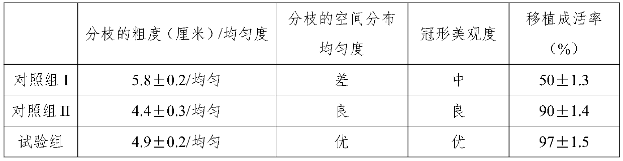 A kind of cultivating method of large seedlings of clustered Yunnan stone catalpa