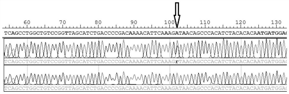 A sex-specific molecular marker primer for pompano ovata and its application