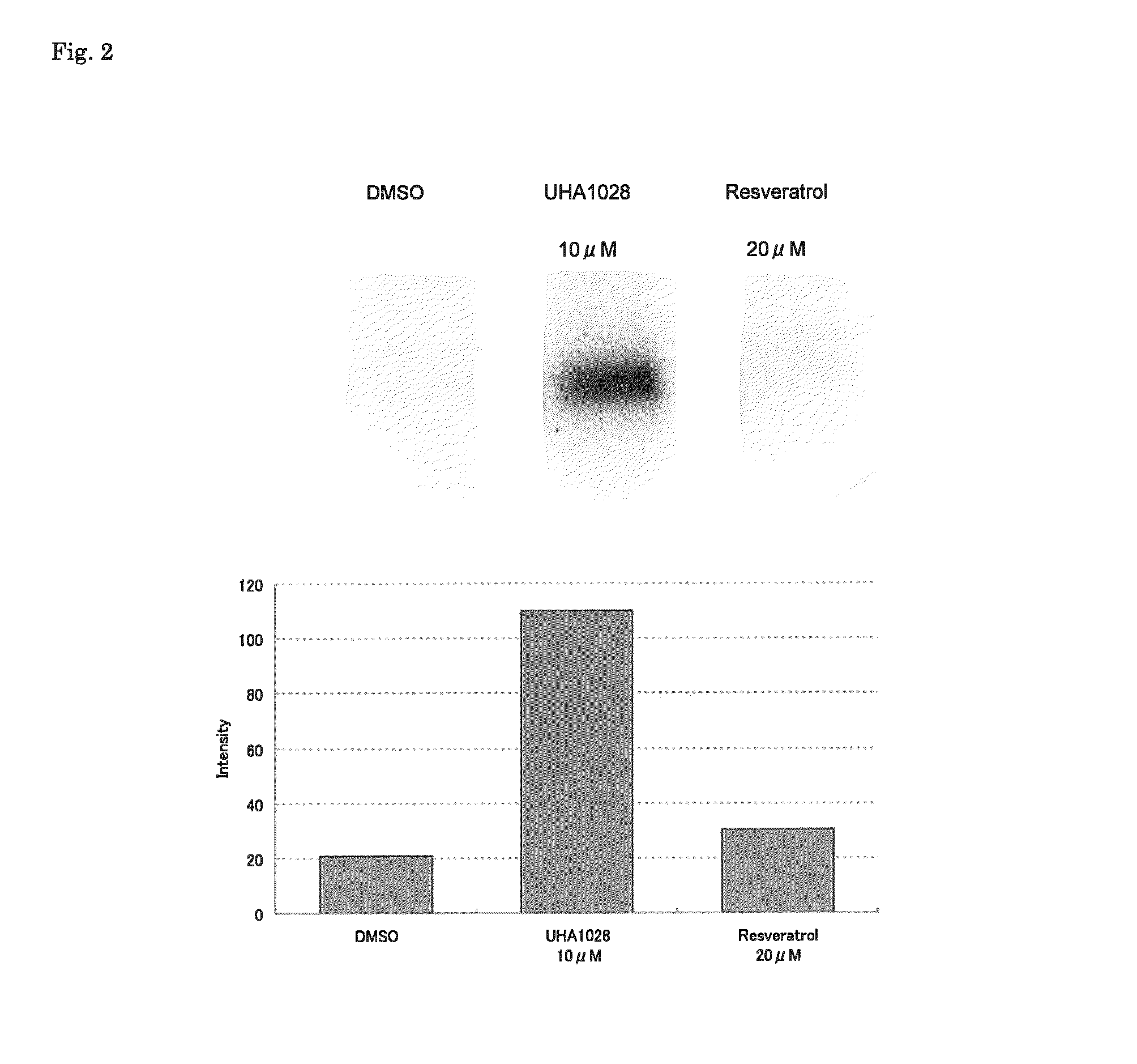 Differentiation inducer to brown-like adipocyte of white adipocyte