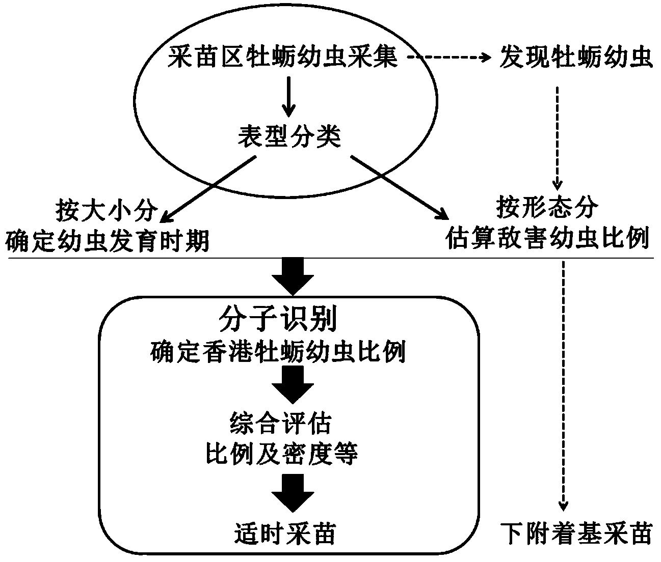 Forecasting method for improving natural offspring seed collection efficiency of Crassostrea hongkongensis