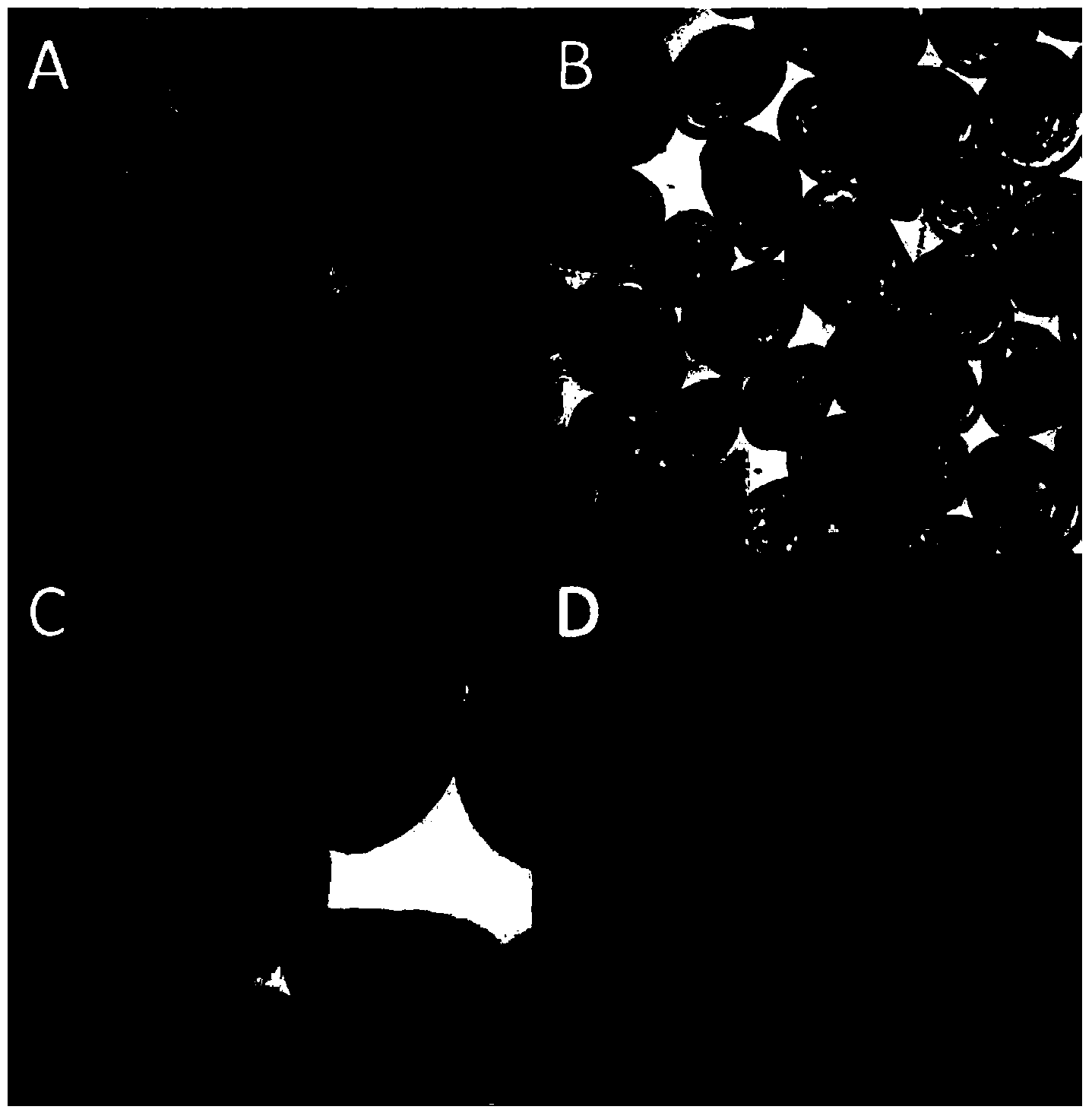 Forecasting method for improving natural offspring seed collection efficiency of Crassostrea hongkongensis