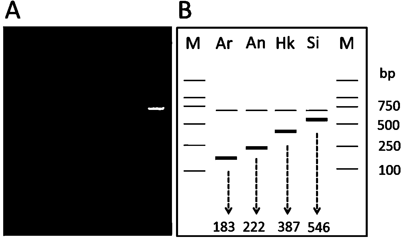 Forecasting method for improving natural offspring seed collection efficiency of Crassostrea hongkongensis