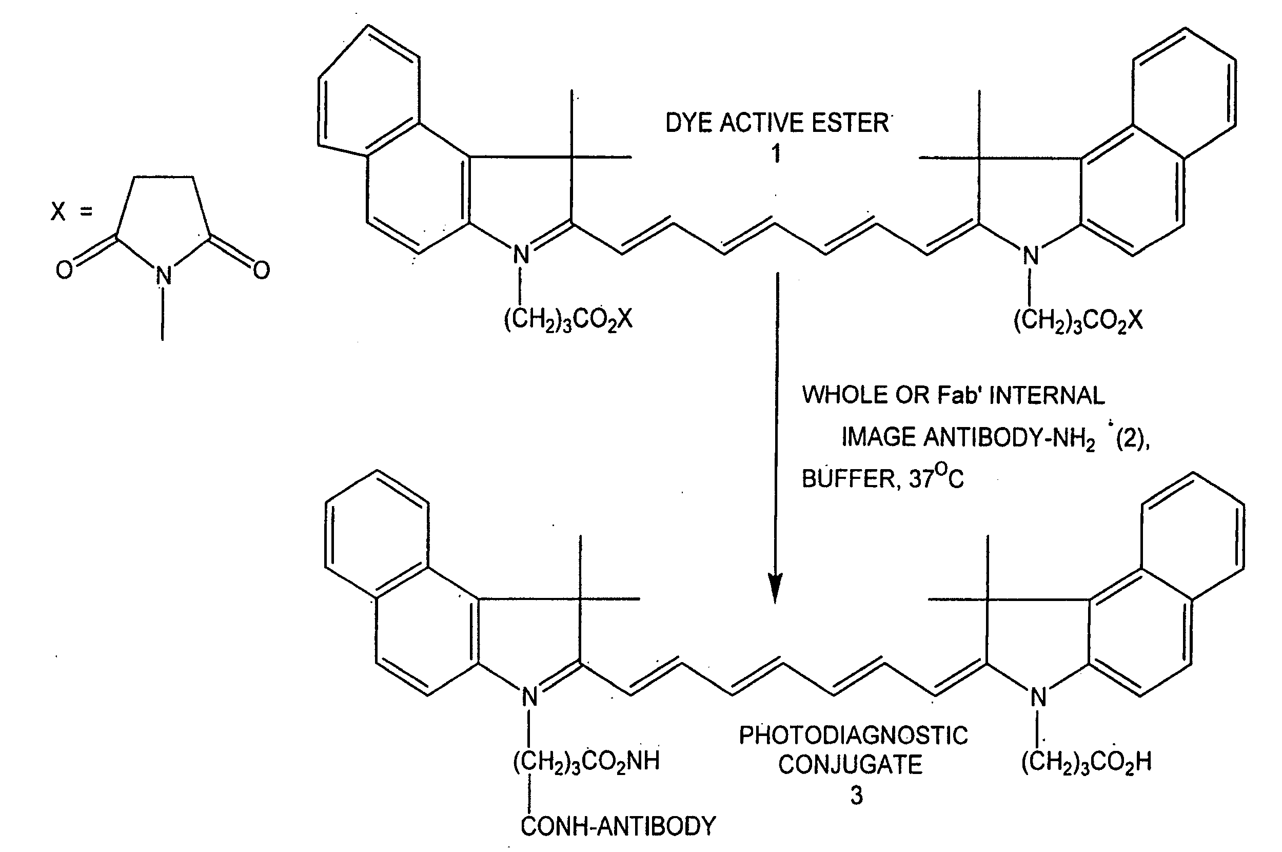 Internal image antibodies for optical imaging and therapy