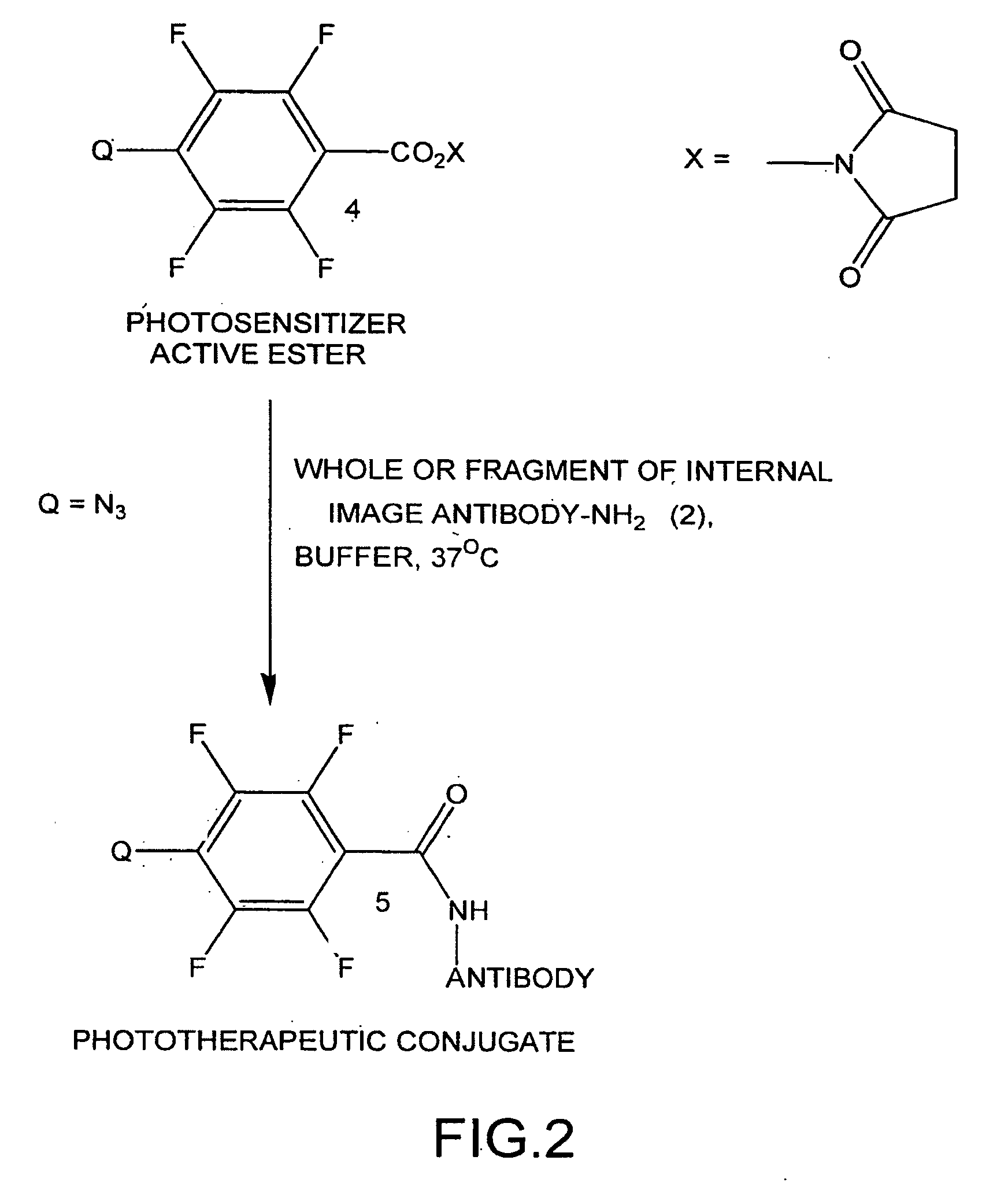 Internal image antibodies for optical imaging and therapy