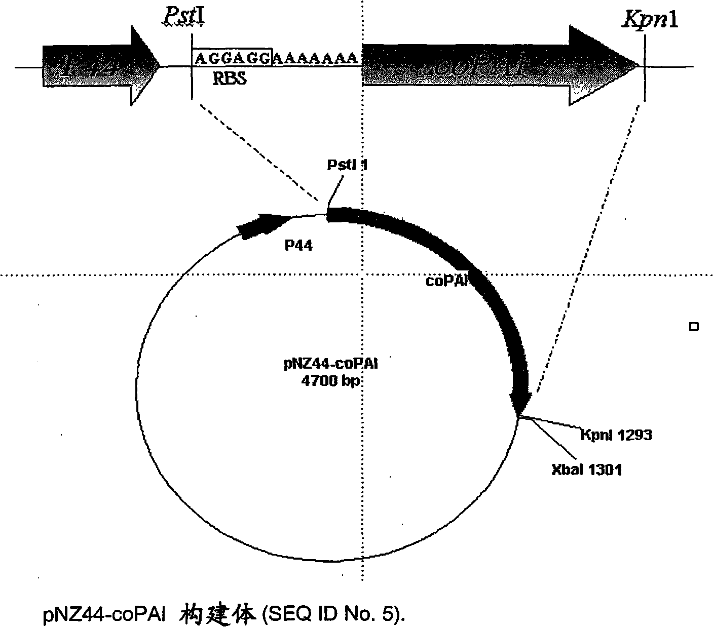 Process for the production of trans-10, cis 12 octadecadienoic acid