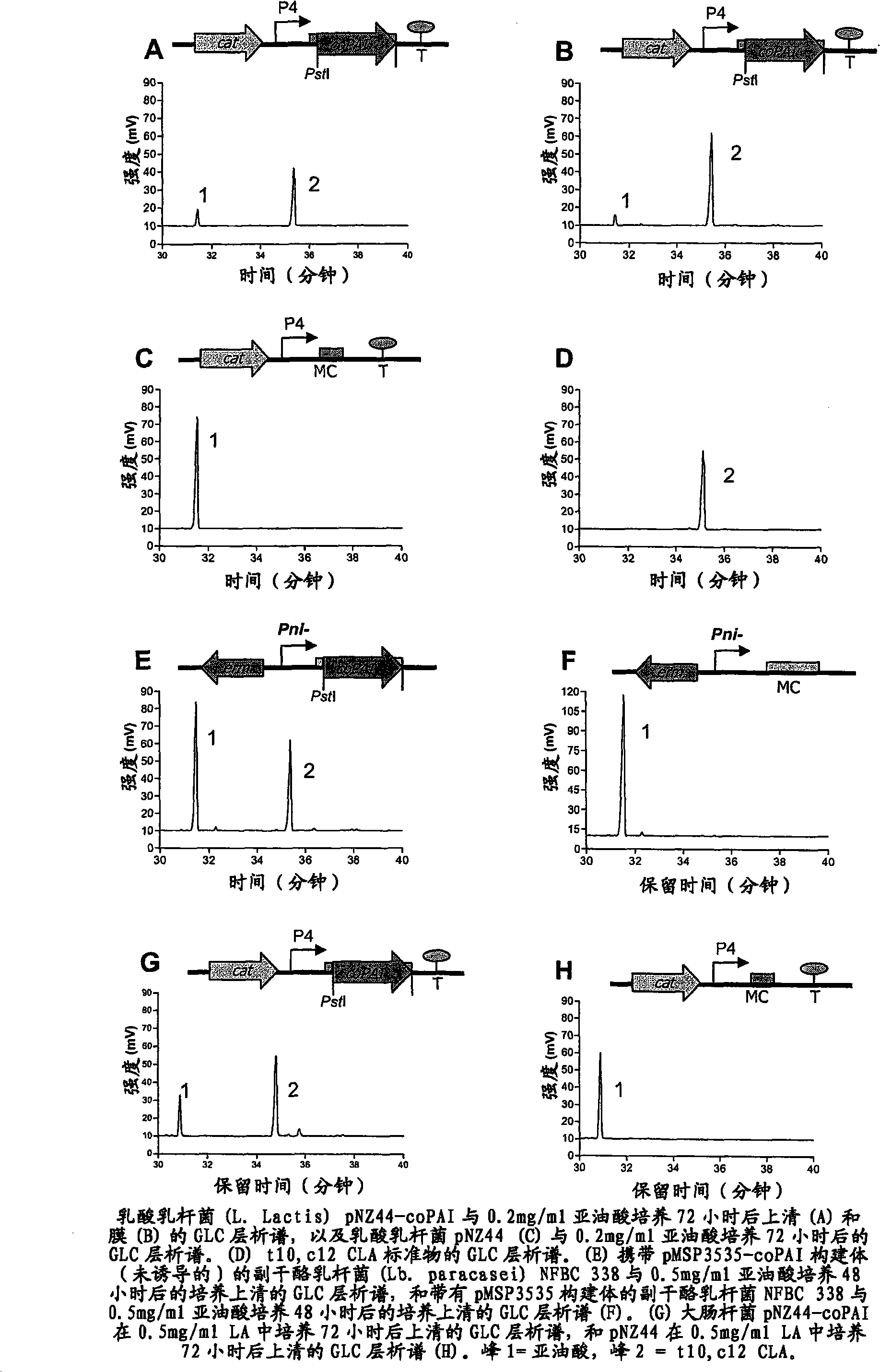 Process for the production of trans-10, cis 12 octadecadienoic acid