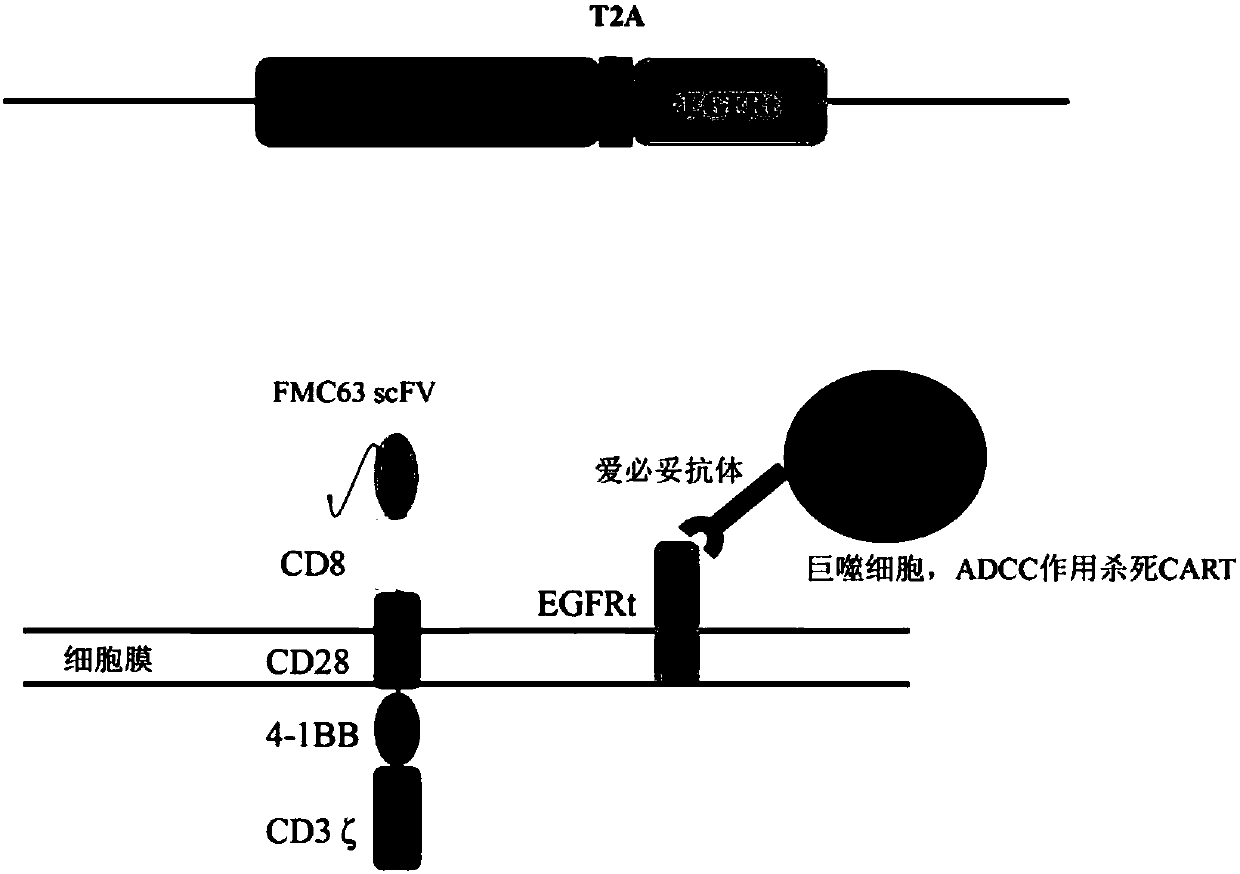 CD19 CART and application thereof