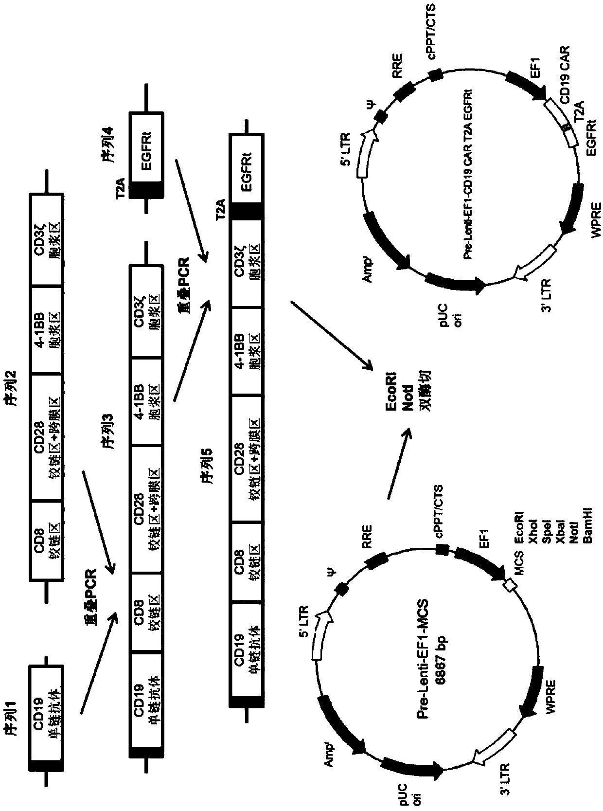 CD19 CART and application thereof