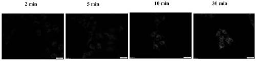 Preparation method and application of tumor-targeted diagnosis and treatment combined single-molecule lead compound