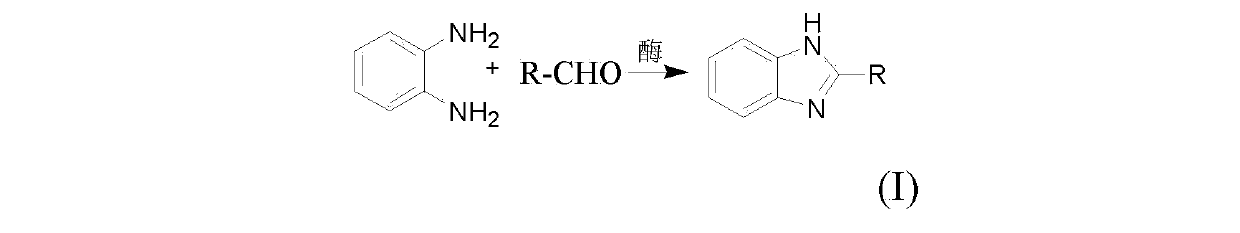 Synthetic method for 2-substitutied benzimidazole ring derivatives through enzyme catalysis