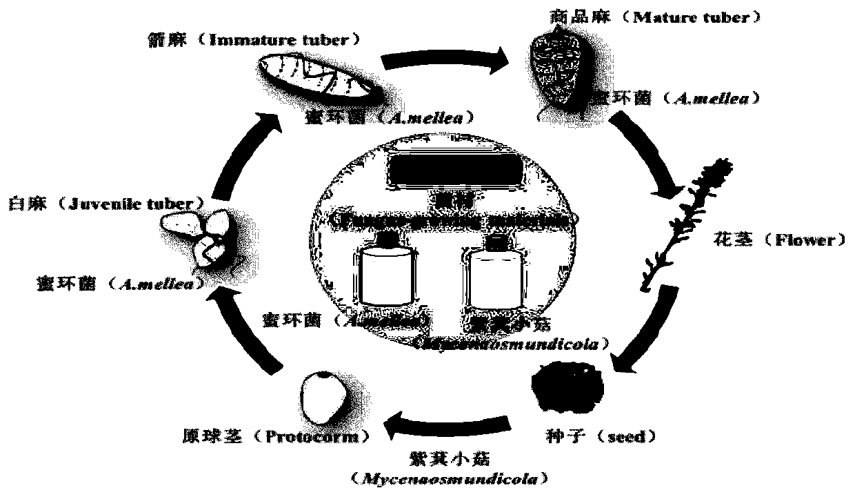 Traditional Chinese medicinal material cycle planting method