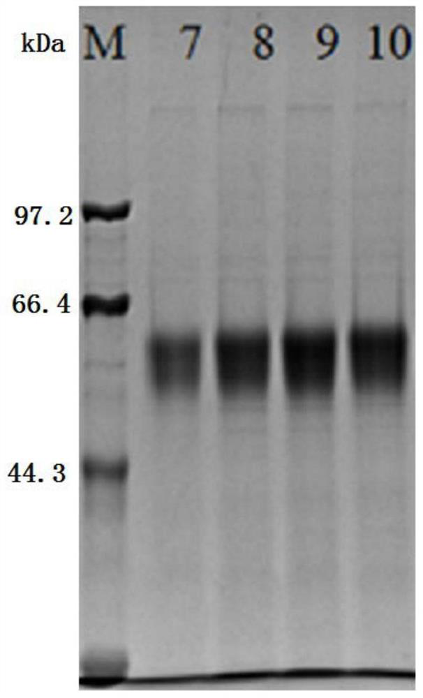 Pepsinogen II recombinant protein and its monoclonal antibody, preparation method and application thereof