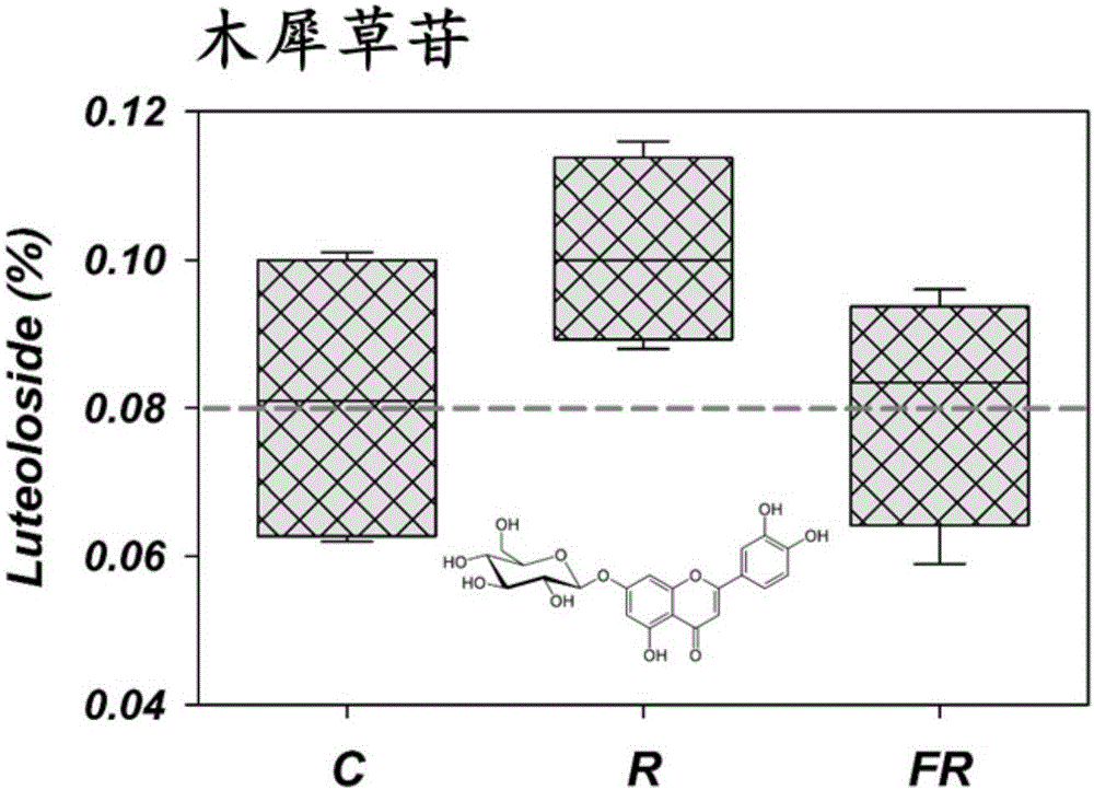 Method for increasing content of effective ingredients of medicinal chrysanthemum by virtue of light irradiation