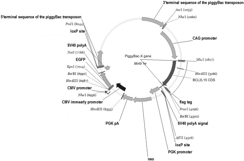 Application of duck BCL2L15 gene in livestock and poultry for resisting avian influenza virus (AIV)