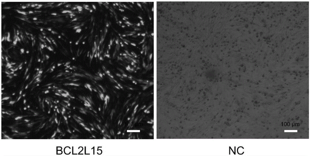 Application of duck BCL2L15 gene in livestock and poultry for resisting avian influenza virus (AIV)