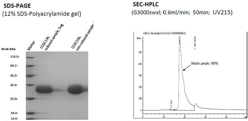 Application of human cell factor CCDC134 to autoimmune diseases